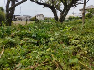 草刈りの後
