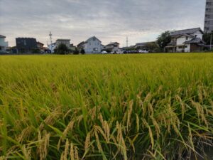住宅街に実る稲穂たち