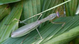 お腹の大きなメスのオオカマキリ