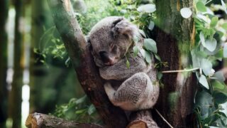 木の上で眠るコアラ