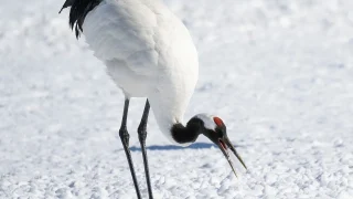 タンチョウヅル