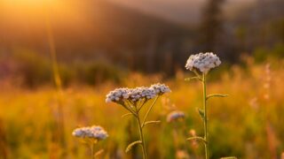 陽光の中の花畑