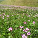 レンゲソウの花の群れ