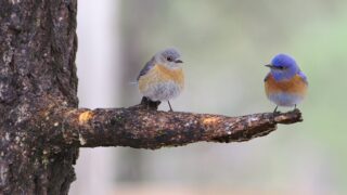 つがいの小鳥