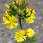 黄色い道端の花