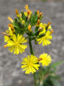 黄色い道端の花