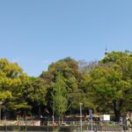 青い空と森