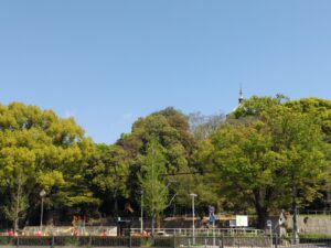 青い空と森