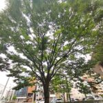 美しく広がる一本の街路樹