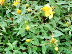 雨に濡れる黄色い花