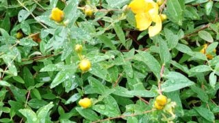 雨に濡れる黄色い花