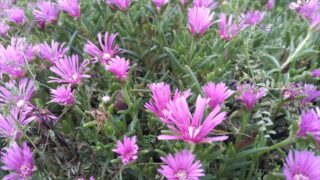 紫色の花