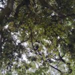 木の屋根