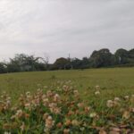 シロツメクサの咲く広場