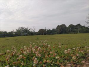 シロツメクサの咲く広場