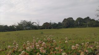 シロツメクサの咲く広場