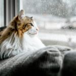 雨にまどろむ猫ちゃん