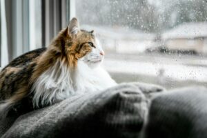 雨にまどろむ猫ちゃん