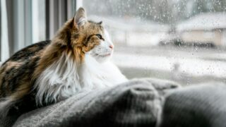 雨にまどろむ猫ちゃん
