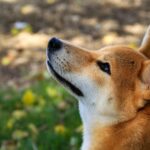 柴犬