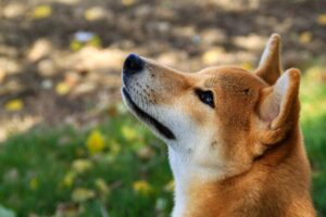 柴犬