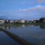 水の張った田んぼ（田植え済）