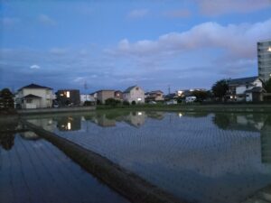 水の張った田んぼ（田植え済）