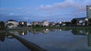 水の張った田んぼ（田植え済）