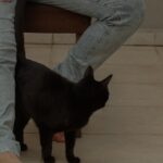猫と足