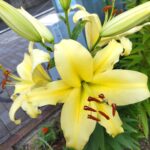 黄色いユリの花