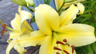 黄色いユリの花