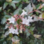 白い小さな花