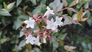 白い小さな花