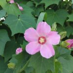 ピンクの花