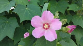 ピンクの花