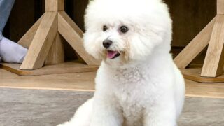 ビションフリーゼ