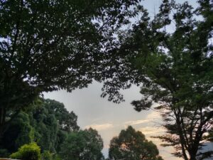 夏の早朝