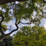 林から見上げる空