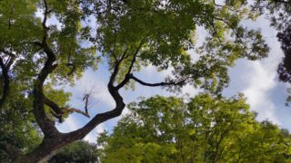 林から見上げる空
