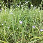 可憐な紫の花