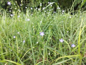 可憐な紫の花