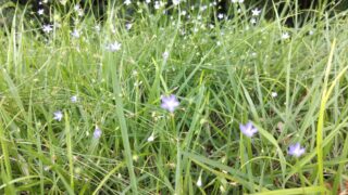 可憐な紫の花