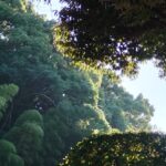日の出の光を浴びる緑