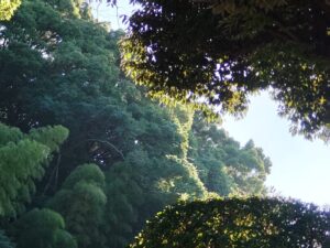 日の出の光を浴びる緑