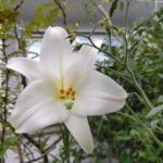白いユリの花