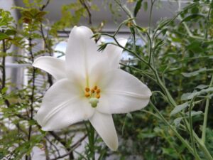 白いユリの花