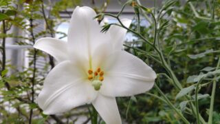 白いユリの花