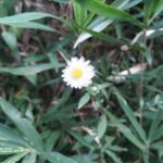 小さな白い花