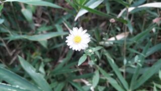 小さな白い花
