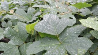 雨に濡れる葉